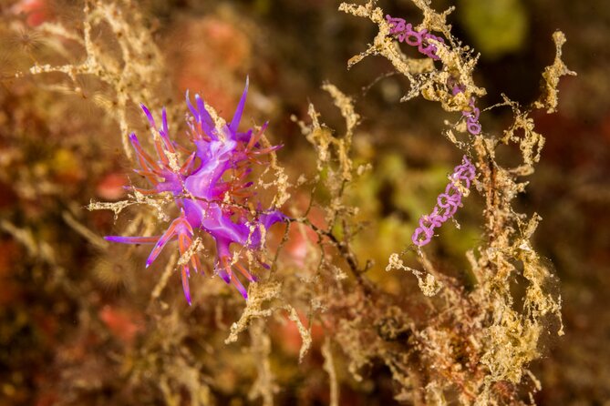 Research diving with a Marine Biologist in Crete - What happens between and after the sessions