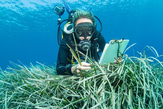 Research diving with a Marine Biologist in Crete - The value of the $308.58 price