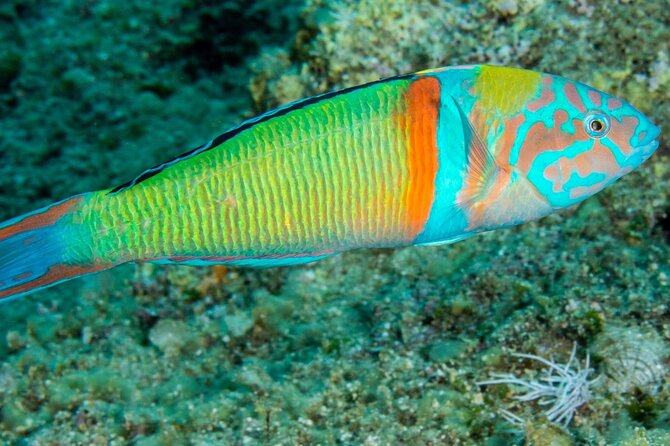 Research diving with a Marine Biologist in Crete - What you should expect physically
