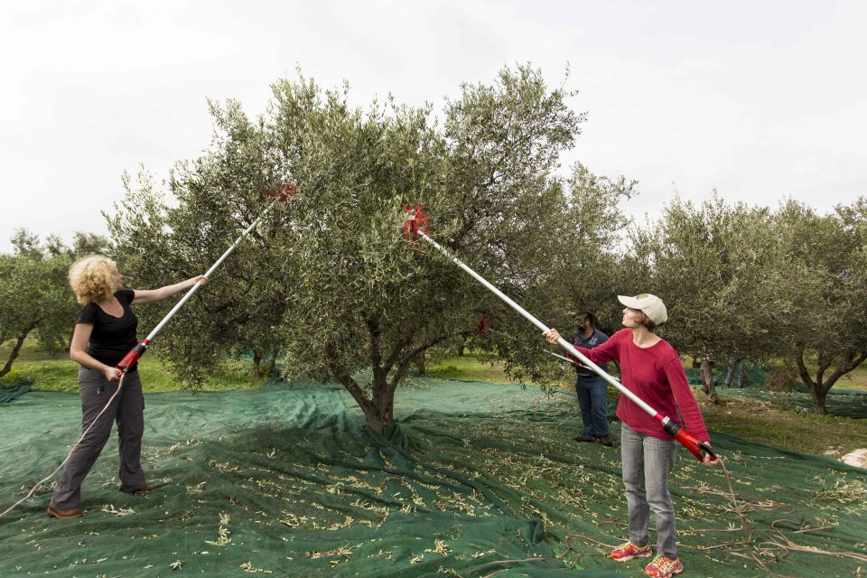Rethymno: Olive Oil Tasting with Cretan Food Pairing - Key points at a glance