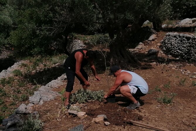 Rethymnon Olive Tree Sponsorship Protect and Plant Tour - Photos, video, and the toast at the tree