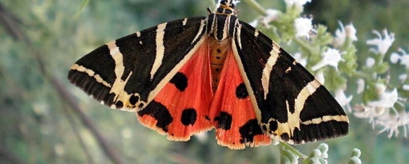 Rhodes: Butterfly Valley and Filerimos Hill Bus Trip - Key takeaways before you go