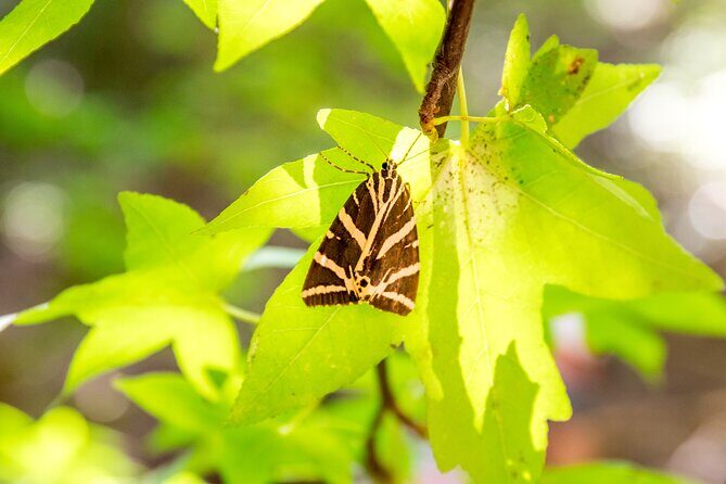 Rhodes: Butterfly Valley & Seven Springs Nature Day Trip - Should You Book This Rhodes Nature Day Trip?