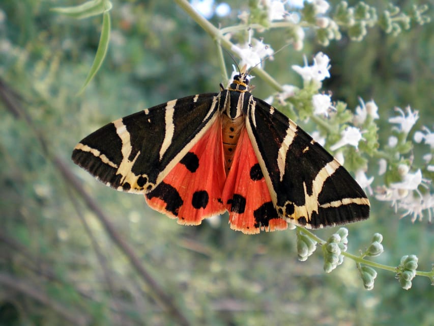 Rhodes: Butterfly Valley & Wine Tasting Tour (Small Group) - Key points to know before booking