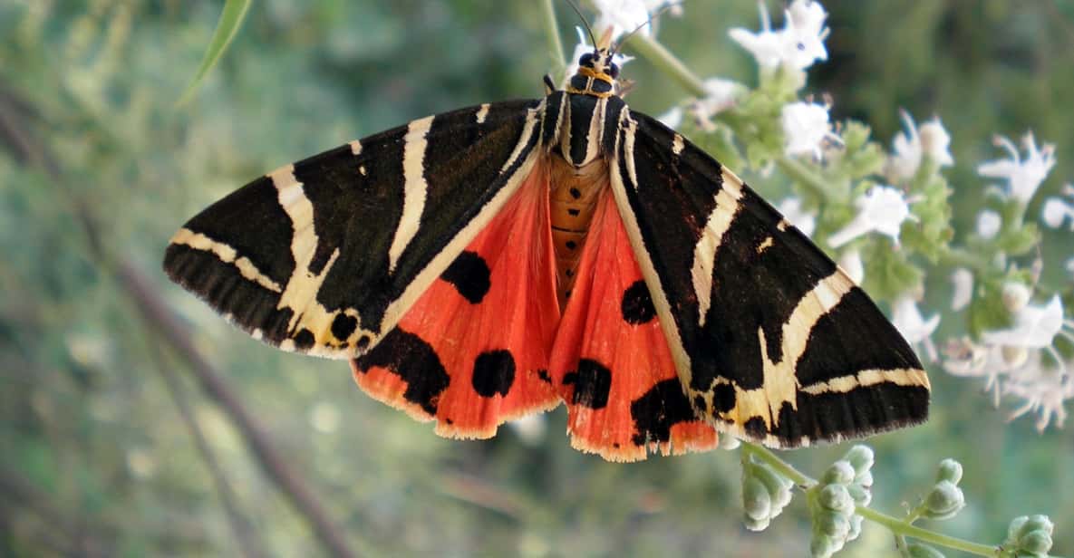 Rhodes: Butterfly Valley & Wine Tasting Tour (Small Group) - A five-hour taste of rural Rhodes
