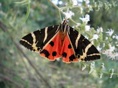 Rhodes: Butterfly Valley & Wine Tasting Tour (Small Group) - Butterfly Valley and the timing of the butterflies