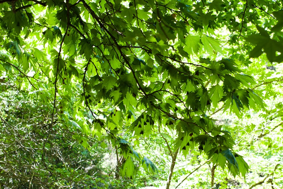 Rhodes: Butterfly Valley & Wine Tasting Tour (Small Group) - The Rhodes Bee Museum and honey tasting