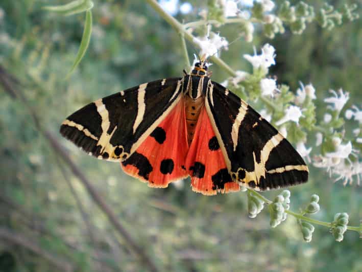 Rhodes: Butterfly Valley & Wine Tasting Tour (Small Group) - Butterfly Valley and the timing of the butterflies