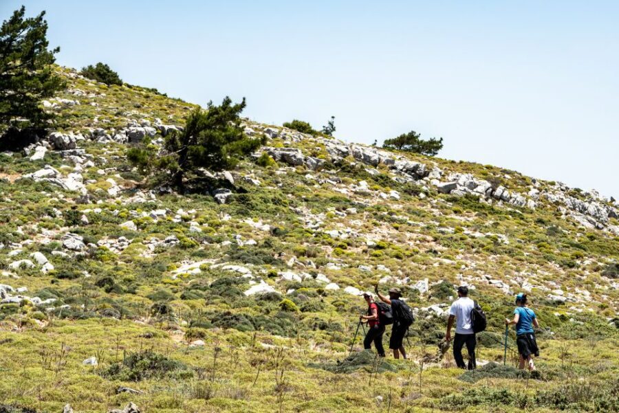 Rhodes: Hiking Tour to the Summit of Akramitis with Photos - Down Through Tall Pine Trees: Why the Return Route Matters