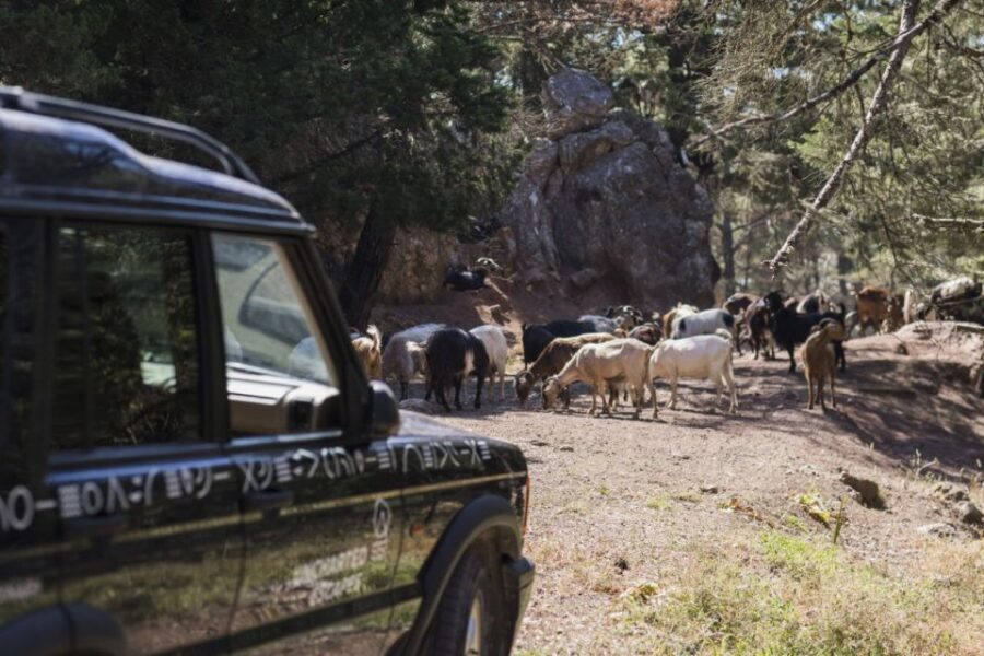 Rhodes North Safari: Hidden Paths & Scenic Flavors - Eftaporti Summit Viewpoint: When the Jeep Work Pays Off