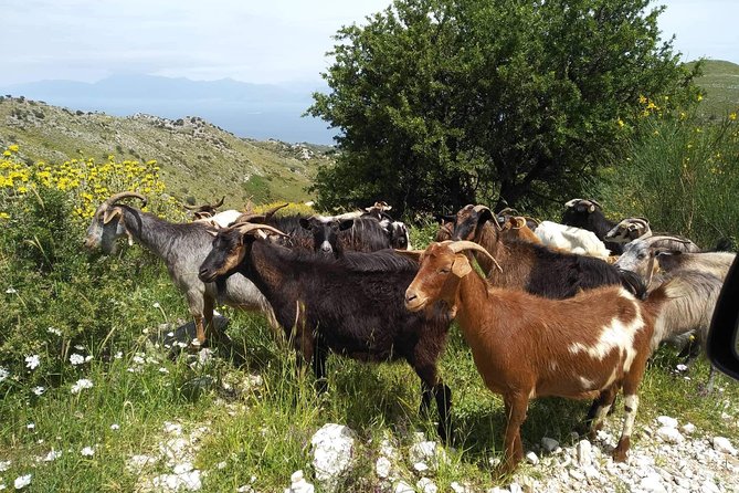 Rhodes Uncharted South Safari: Mountains, Monasteries, & Flavors - Gadoura Dam gives you the first wide view