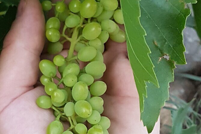 Rhodes Wine & Food Tour: 10 Meal Course Lunch, Wine Tasting, Cooking Class - Why this Rhodes tour beats the usual wine bus loop