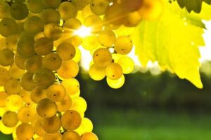 Rhodes Wine & Food Tour: 10 Meal Course Lunch, Wine Tasting, Cooking Class - The vineyard and distillery segment: production first, souvenirs later