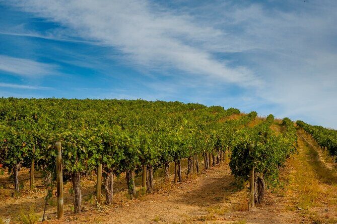 Rhodes Wine & Food Tour: 10 Meal Course Lunch, Wine Tasting, Cooking Class - Transfers and timing in Rhodes: easy when you confirm the meeting