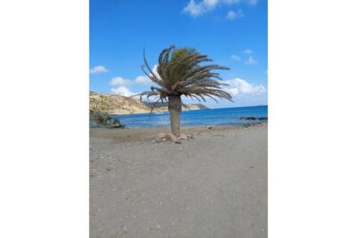 RIVIERA - Vai Palm Beach, Toplou Monastery - Toplou Monastery and its working traditions