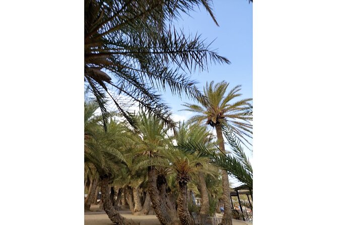 RIVIERA - Vai Palm Beach, Toplou Monastery - Is $107.17 a fair price?