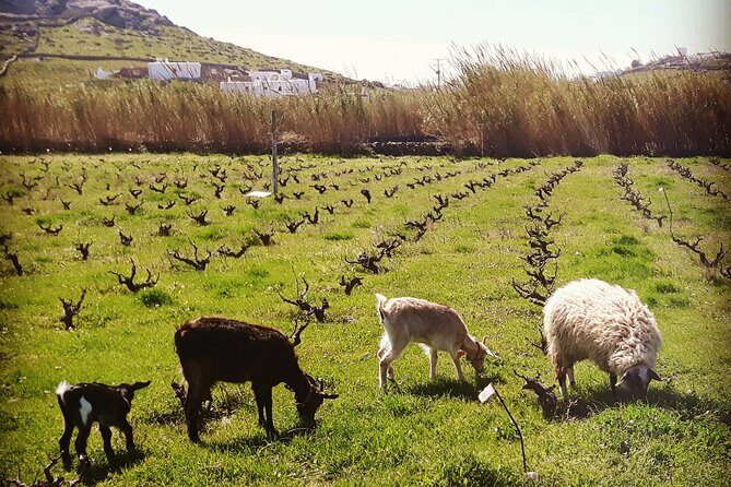 Romantic Cycling Tour with Private Picnic at the beach - Price and Value: What $150.85 Buys You in Mykonos