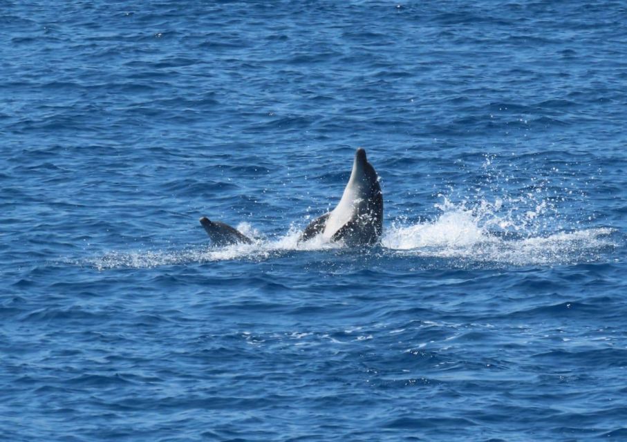 Sail Away in Kos: Unveil 3 Greek Isles’ Secrets! - Fifteen minutes watching for dolphins