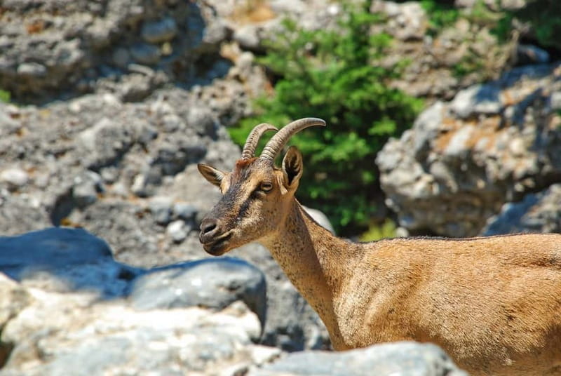 SAMARIA GORGE Full-Day Trip from CHANIA - Omalos Plateau: a short pause before the trail