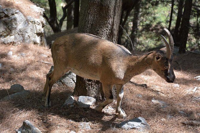 Samaria Gorge Hike - The Day’s Tough Part: calf soreness and how to plan for it