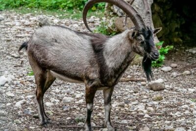 Samaria Gorge Hiking Day Tour From Rethymno - Omalos Plateau and the 600-step descent