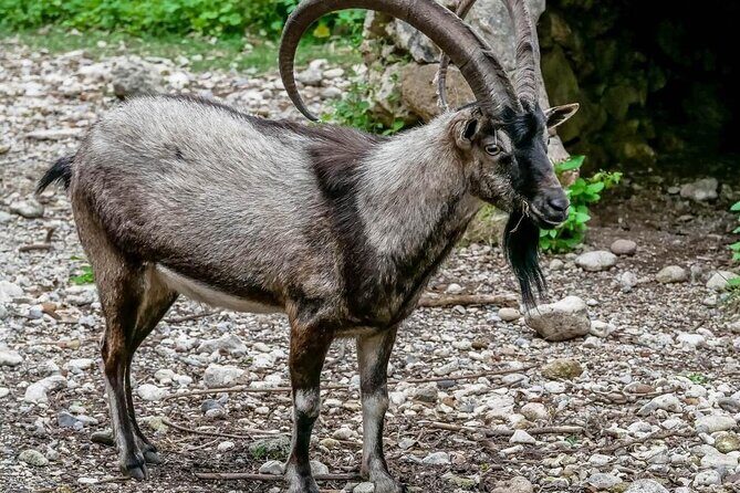 Samaria Gorge Hiking from Chania with Professional Hiking Guide - From Hotel Pickup to Omalos Plateau: The Morning Setup