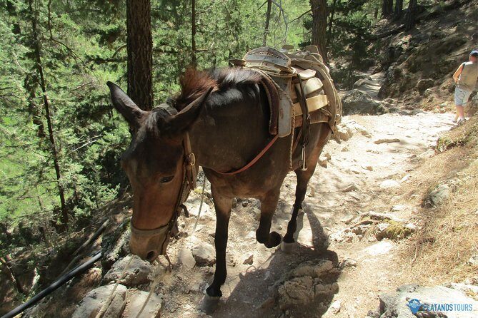 Samaria Gorge Trek: Full-Day Excursion from Chania with Guide - Entrance and ferry tickets: what you pay on the day