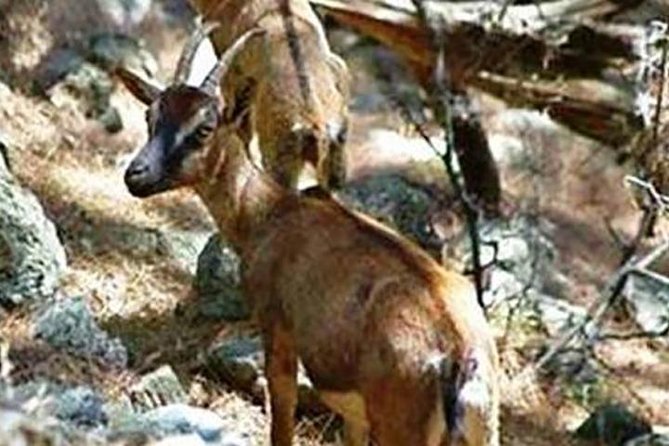 SAMARIA Gorge Walk: full day from area Heraklion CRETE - The Pre-Dawn Pickup From Malia to Amoudara