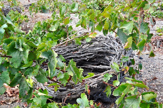 Santorini: 4hr Private Wine Tasting Tour - Meeting Point, Pickup, and Timing: Cable Car Upper Station Reality Check