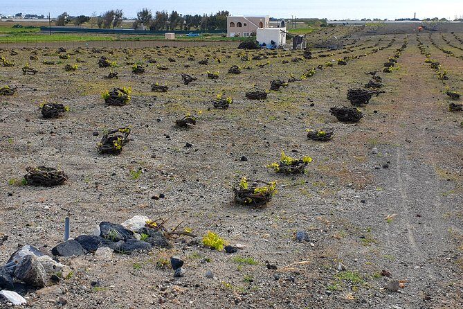 Santorini: 4hr Private Wine Tasting Tour - The Winery Lineup: Gavalas, Artemis Karamolegos, and Domaine Sigalas