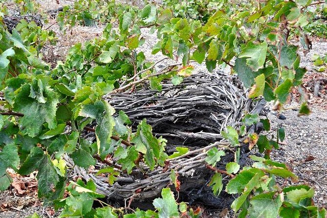Santorini: 4hrs Small Group Wine Tasting Tour with Local Bites - Price and value: what $210.84 buys you on Santorini