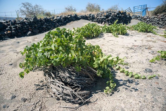 Santorini Archaeology and Wine Small-Group Tour with Tastings - Why the small Mercedes van matters