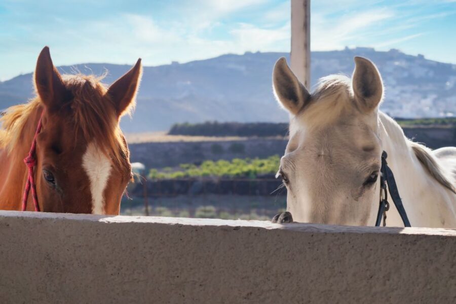Santorini: Horseback Riding Tour on the Beach - Meeting the dress code (and keeping the ride comfortable)