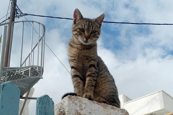 Santorini: Local Life Full Day Tour - The family winery and Greek tastes