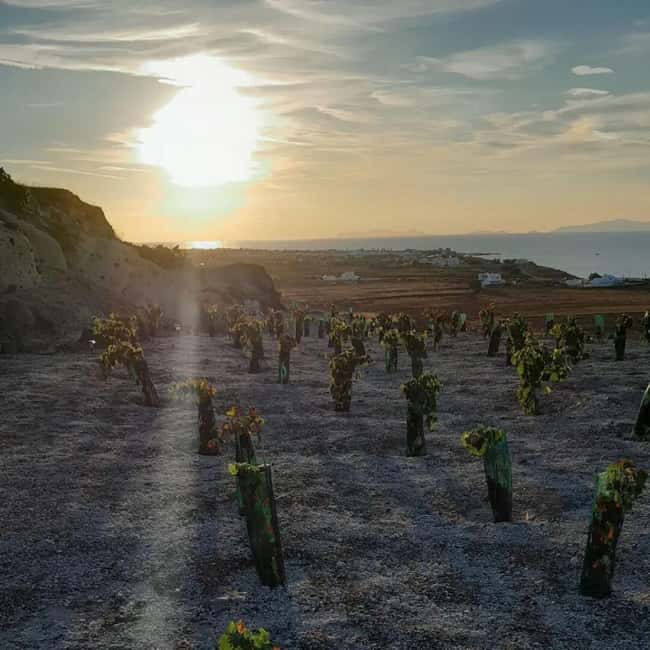 Santorini: Private Agri-Educational Visit to an Organic Farm - How it compares with Santorini’s usual food stops