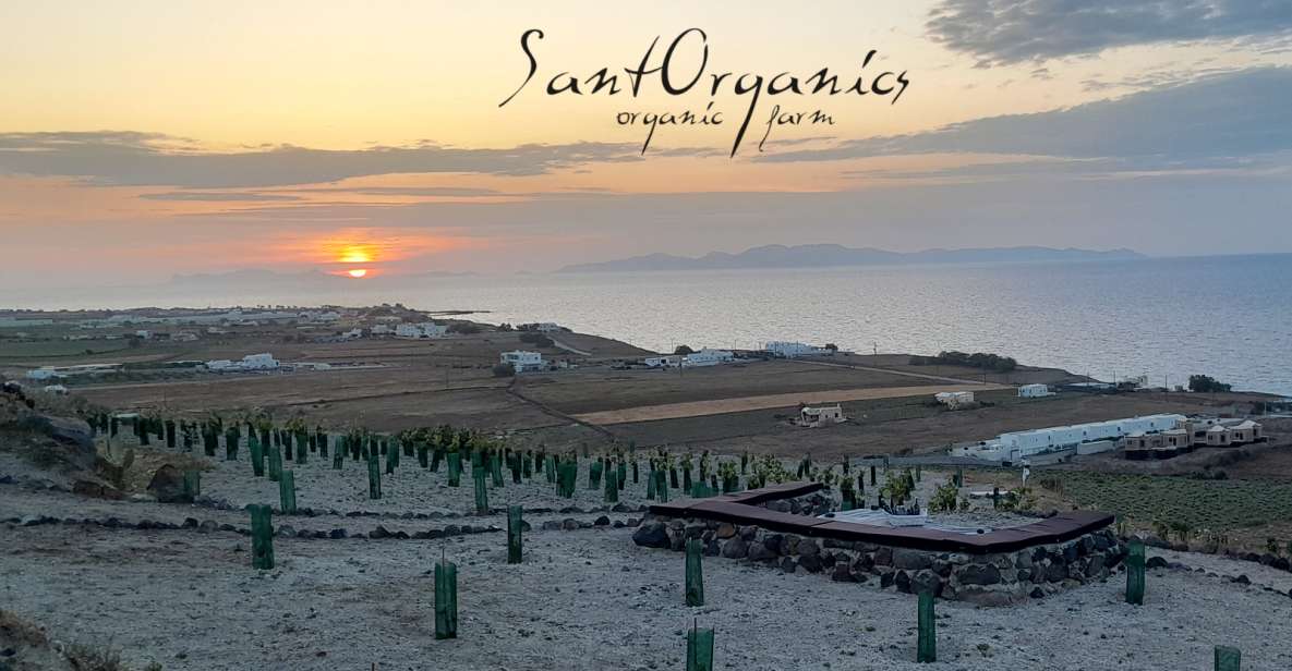 Santorini: Private Agri-Educational Visit to an Organic Farm - Walking through Santorini’s black currant vineyard