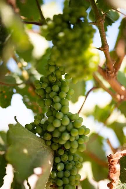 Santorini: Private Agri-Educational Visit to an Organic Farm - Finding capers, thyme, and prickly pears