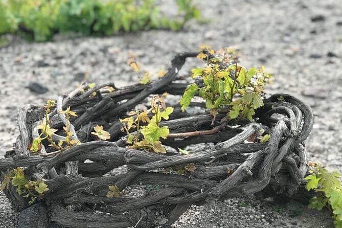 Santorini Private Wine Tasting Experience with private sommelier - Stop 1 in Santorini: 12 Wine Labels From Volcanic Soil