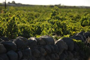 Santorini Private Wine Tour with Dinner & Oia Sunset - Pickup, Private Group Feel, and What the Timing Means