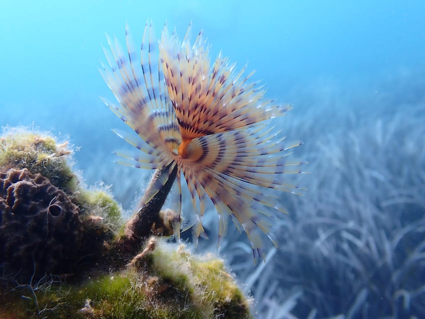 Santorini: Scuba Diving - Language, supervision, and comfort
