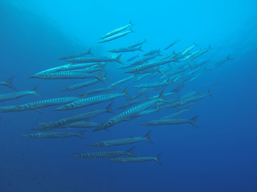 Santorini: Scuba Diving Experience for Beginners - Who will enjoy this Santorini scuba experience