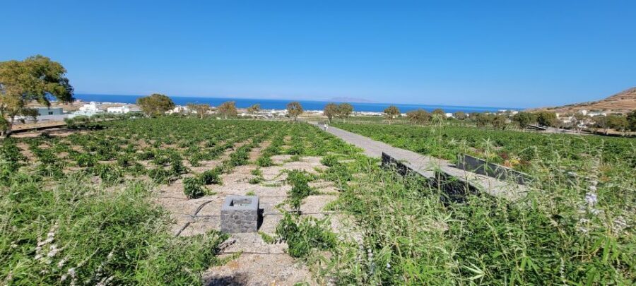 Santorini: Three Wineries and One Brewery Tour with Tastings - Pickup, Van Comfort, and Why the Timing Works