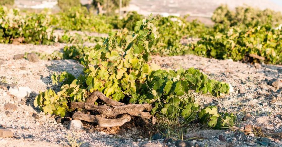 Santorini: Three Wineries and One Brewery Tour with Tastings - Stop 3: Estate Argyros and Its Modern-Traditional Approach
