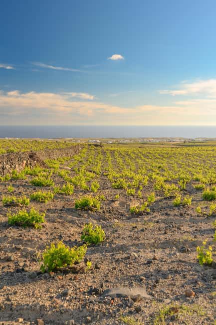 Santorini: Through the Grapevine Tour Winery Tasting Tour - Local snacks make the tasting feel complete