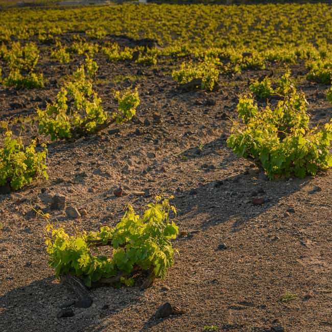 Santorini: Through the Grapevine Tour Winery Tasting Tour - How the $209 price measures up