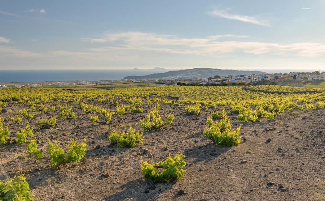 Santorini: Through the Grapevine Tour Winery Tasting Tour - Who should book this Santorini wine tour?