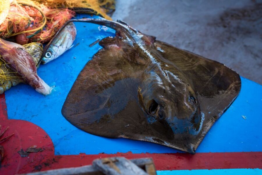 Santorini: Traditional Fishing Trip and Fresh Fish Lunch - Red, White, and Black Beach: The South Coast Views That Feel Like a Secret