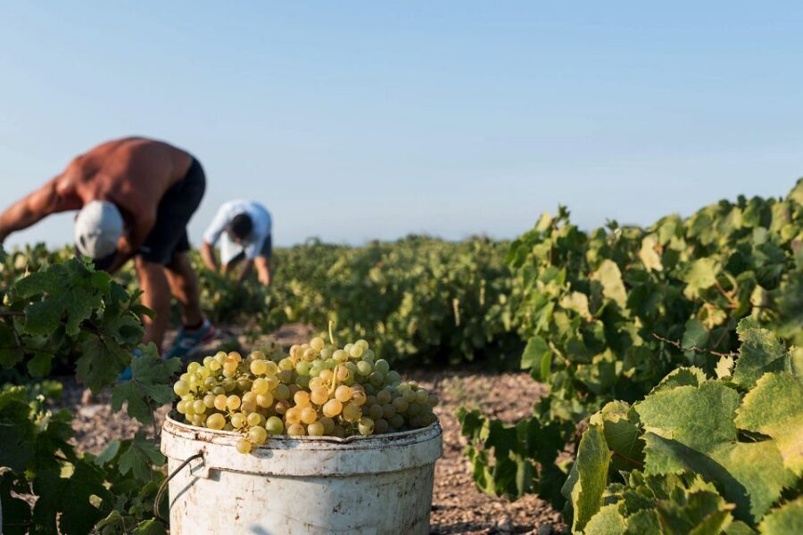 Santorini Wine Roads: Tour of 3 Wineries with a Sommelier - Key Things That Make This Santorini Wine Tour Worth Your Time