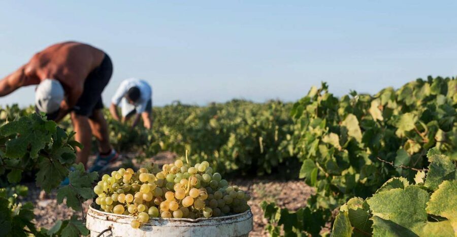 Santorini Wine Roads: Tour of 3 Wineries with a Sommelier - Transport, Pickup, and How to Prepare (Without Overthinking It)