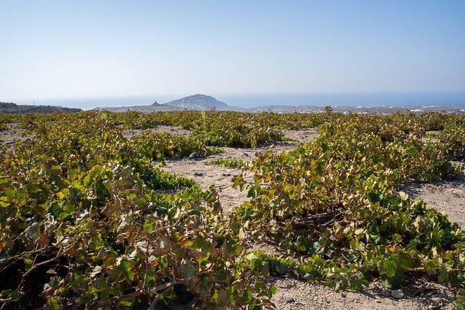 Santorini Wine Roads Tour with Wine Tastings Morning & Sunset - Key highlights worth planning for